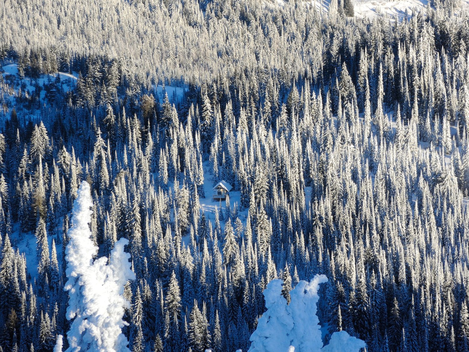 Clearing and timber